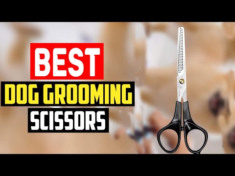 ✅ Top 5 Best Dog Grooming Scissors in 2023