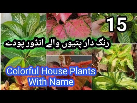 Best Colourful Foliage  Indoor Plants/Low light indoor plants/Foliage plants/Low care indoor plants