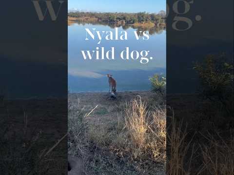 Nyala vs wild dog see what happens After battling it out #wildlife #wilddog #shorts #scary