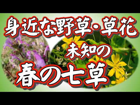 【身近な野草・草花図鑑特別企画】みんな知ってそうで実は知らない「春の七草」の真実。間違って食べている「シソ科のホトケノザ」や、ナズナのことをなぜ、「ぺんぺん草」というのか？おもしろさ満載です。