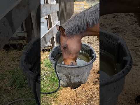 Horsing Around In The Water #horses #shorts #horselovers #horse #horselover #equinelife #funnyhorse