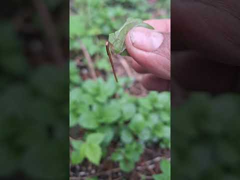 PLANTA MEDICINAL Yerba Buena Mexicana buenisima para dolor de estomago o para dolor de muela.