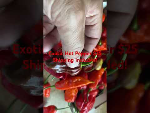 Exotic Super Hot Peppers Carolina Reapers $25 Fresh Picked & Shipped to your Door!  Farm Fresh!