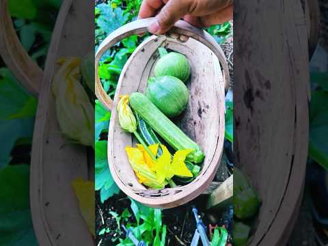 Let’s harvest vegetables Courgette zucchini #gardening