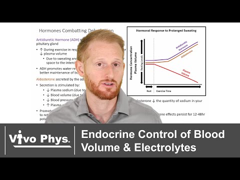 Endocrine Control of Blood Volume and Electrolytes During Rest and Exercise