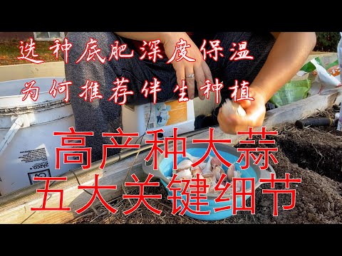 【渔耕笔记】种大蒜高产五大关键细节 大蒜为什么推荐伴生种植？How to plant Garlic?