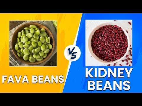 Fava Beans vs Kidney Beans - Which Is The Healthiest? (Learn Their Benefit And Differences!)