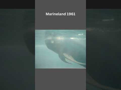 Original 1961 Mainland: Black & White Images Colorized. Check out how the animals looked in the 60s.