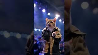 gaura gauri special cat dance #dj #cate #shots #youtube #trending