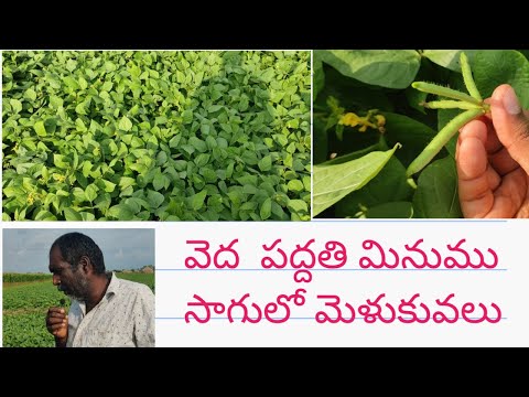 Black Gram cultivation | Black Gram Farming | Process to do Black Gram Cultivation | Minumulu