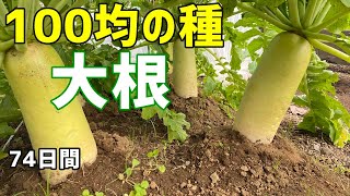 ​How to grow Japanese radish from seeds