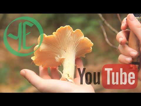 Chanterelle Chanterelle Chanterelle! and Other Mushrooms