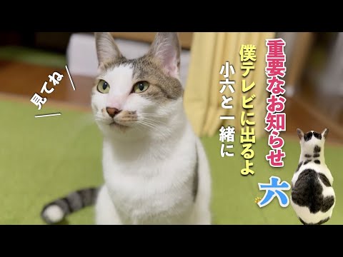 【重要なお知らせ】愛猫の六がテレビに出るよ！亡き愛猫の小六と共に。我が家に起こった奇跡を良かったら見てください | [生まれ変わりの猫] 六 (Roku)