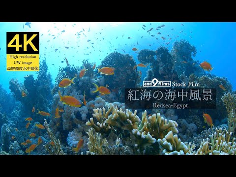 【4K 水中映像】紅海の海中風景 / Underwater scenery / Redsea-Egypt