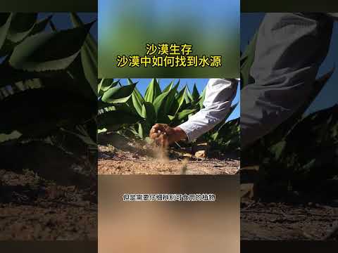 沙漠生存，沙漠中如何找到水源