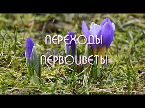 Первоцветы Весенние переходы