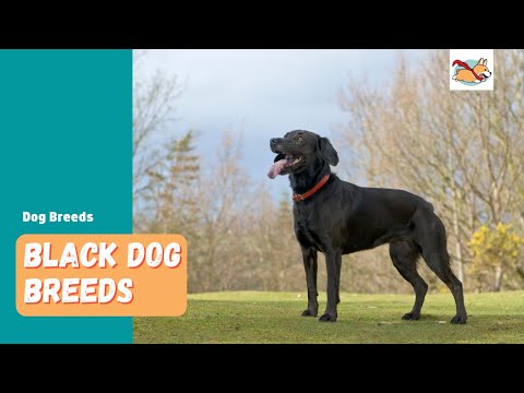 Black Dog Breeds: 10 Sleek And Shiny Dog Breeds You’ll Swoon Over!