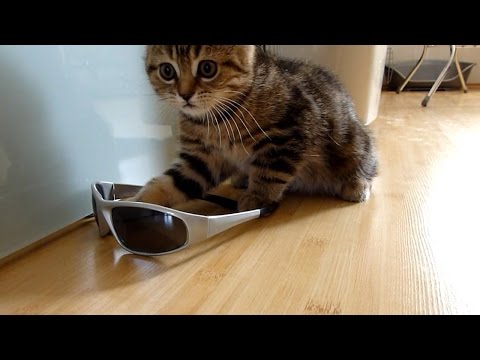 Funny Kittens playing with sunglasses