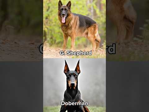 German Shepherd vs. Doberman: Who Reigns Supreme?