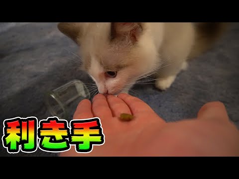 オス猫の９割は右利きらしい　ラグドール子猫