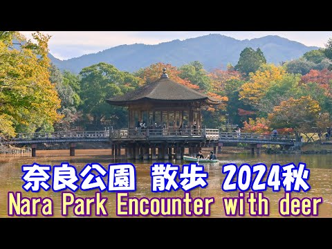 【4K】＜VLOG＞奈良公園散歩2024秋～Nara Park Encounter with deer~