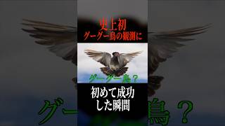 史上初めてグーグー鳥の観測に成功したシーン