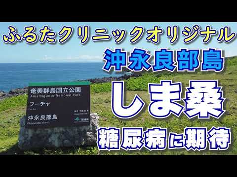 しま桑 顆粒と糖尿病 HbA1cが下がった 沖永良部島 島桑 ヘモグロビンA1c ｜ふるたクリニック 百合ヶ丘 新百合ヶ丘 神奈川 ドクターふるた