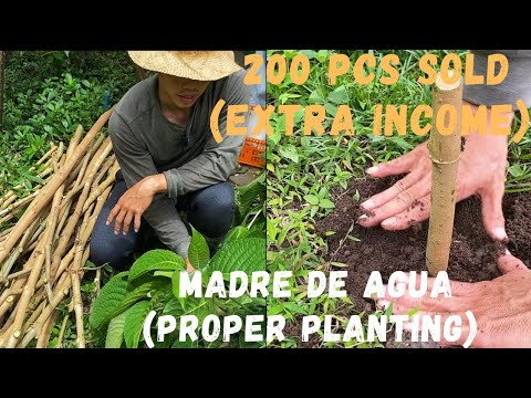 2000 Pesos sa 200 Cuttings Madre de Agua (Extra Income)sa Farm