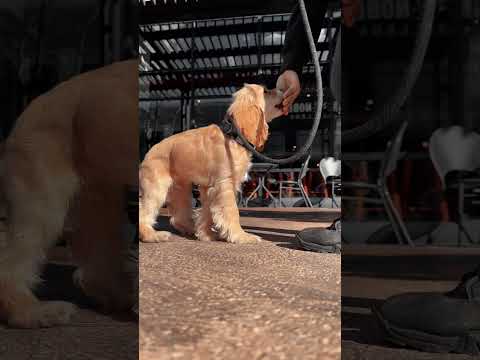 Ziggy ~ 4 mo Puppy Cocker Spaniel ~ Best Cocker Spaniel Trainers ~ Off Leash K9 Training Phoenix