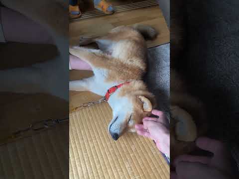 なでなで犬