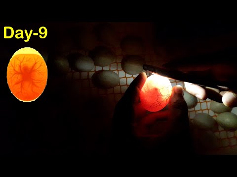 Egg Incubator Day-9 | Candling Chicken Eggs | Hatchery Machine