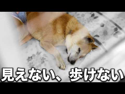 【最期まで】視力が無くなり歩けなくなっても一緒懸命生きる犬の様子