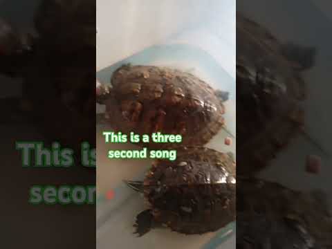 #memes #cuteturtles (⁠・⁠∀⁠・⁠)