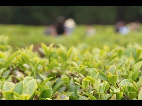 AFN Yongsan - Spotlight Korea - Boseong Green Tea Festival