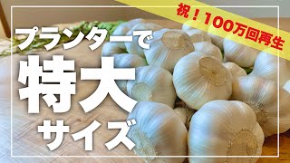 【夏野菜後はコレ！】にんにく栽培 肥大に必要な4つの法則｜植え付け〜収穫｜ニンニクの育て方