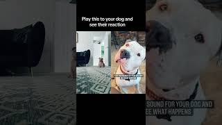 Dog reaction video #shortsvideo #shorts #sub #dogreaction