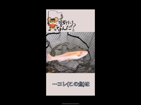 この黄金の魚の正体は…！？#Shorts