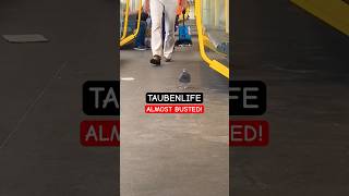 #taubenlife #taube #pigeon #berlin #busted #funnymeme #funnyanimalvideos #train #travel #viral #meme