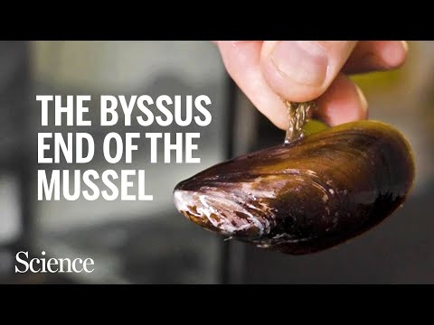 Here's how a mussel's "beard" helps it hang tight and let loose