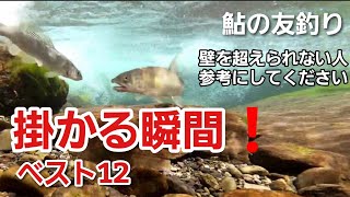 NO42  鮎が掛かる瞬間！水中映像ベスト12をご覧ください　【友釣りオレ流】