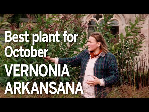 Vernonia arkansana - best plant for October