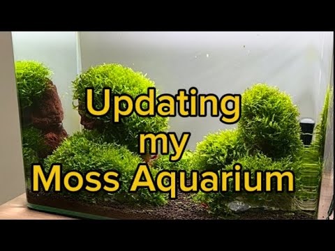 Moss Aquarium update #aquarium #aquascaping #fishtank