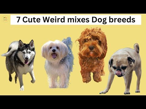 7 Cute Weird mixes Dog breeds You'll Fall in Love With #cross