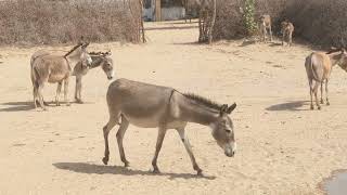 #DonkeyLove#HeartwarmingTales#WildlifeLove#NatureRomance