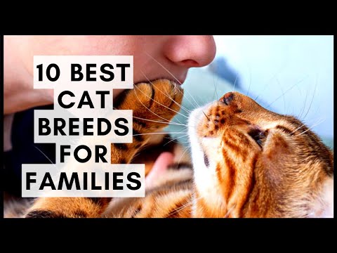 10 Best Cat Breeds for Families