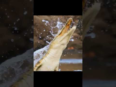 Crocodile suddenly attach birds #hunting