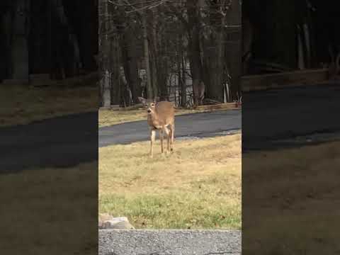 12/19/24 🐶👀🦌 Watching you #deer #beagles