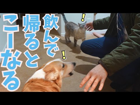 お酒を飲んで帰ってきた父に犬猫がこうなりました