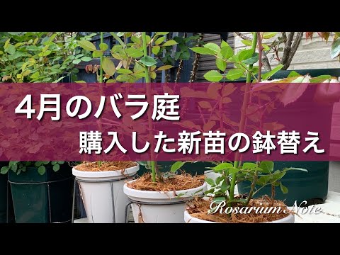 《４月のバラ庭》購入した新苗の鉢替え