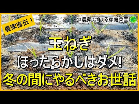 【玉ねぎ栽培】追肥以外にやるべき冬のお世話について解説！【有機農家直伝！無農薬で育てる家庭菜園】　24/12/7